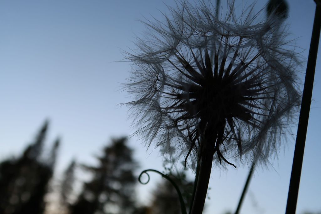 Summer Wish: A Bit About the Humble Dandelion